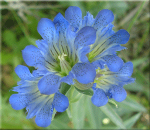 Garden Wild Flower